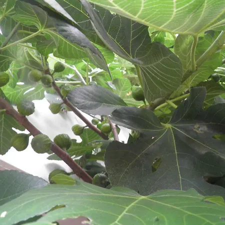 Daire Ferienweingut- Schaefer