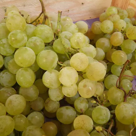 Ferienweingut- Schaefer