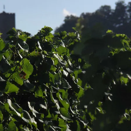 Ferienweingut- Schaefer Daire Gocklingen