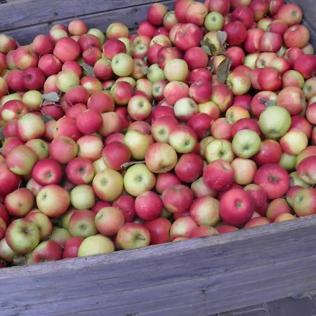 Daire Ferienweingut- Schaefer