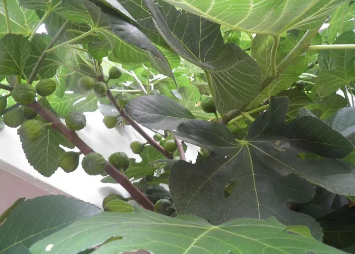 Apartamento Ferienweingut- Schaefer