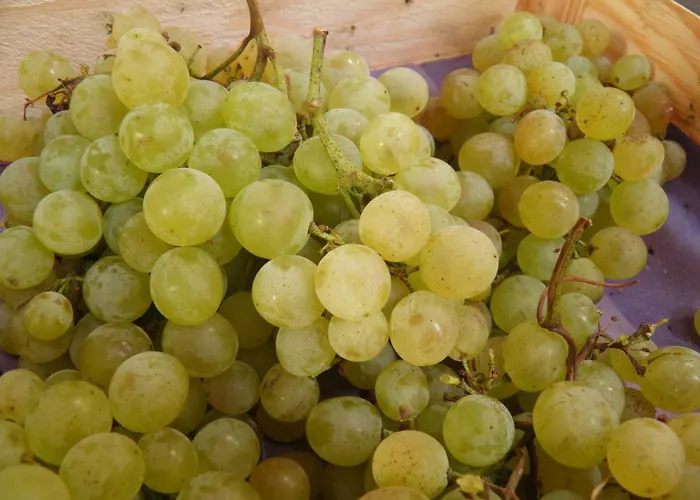 Ferienweingut- Schaefer