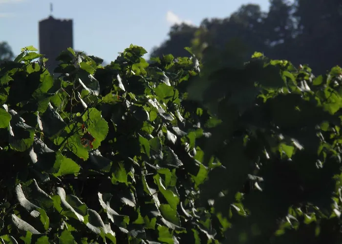 Ferienweingut- Schaefer Apartamento Gocklingen
