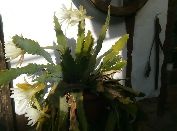 Ferienweingut- Schaefer * Gocklingen